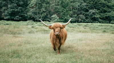 Highland cattle Highland cattle
