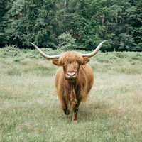 Highland cattle