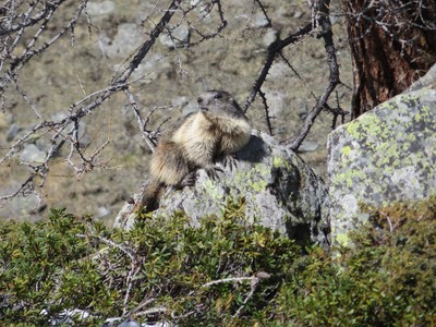 [PhotoSophie2017] Marmotte dans le Grand paradis