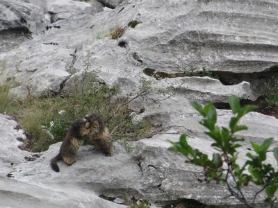 [PhotoSophie2017] Jeunes Marmottes au Jallouvre