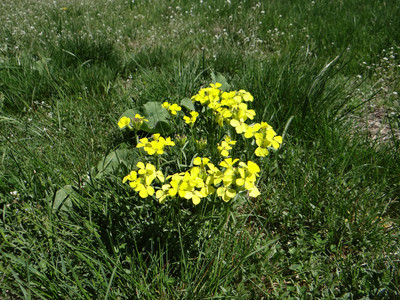 l'Erysimun des sources dans la vallon de la Jarjatte (Drôme) l'Erysimun des sources dans la vallon de la Jarjatte (Drôme)
