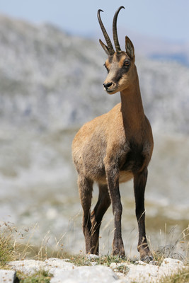Chamois Chamois