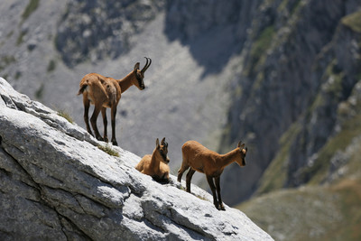 Mère et 2 cabris Mère et 2 cabris