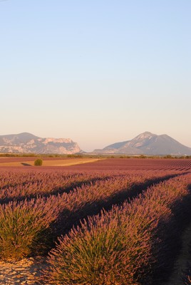 Plateau de Valensole (Crédit photo : Thomas Castin)