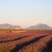 Plateau de Valensole (Crédit photo : Thomas Castin)