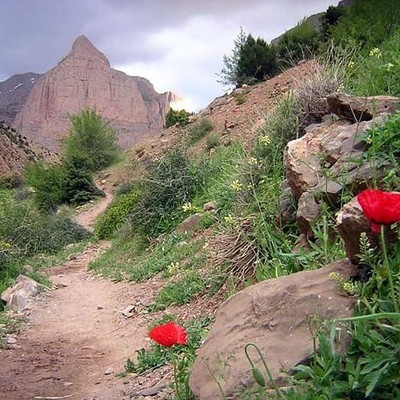 Taghia