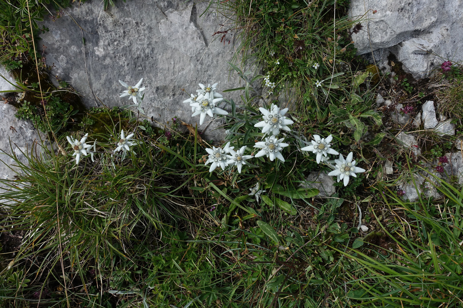 une voie parsemée d'edelweiss