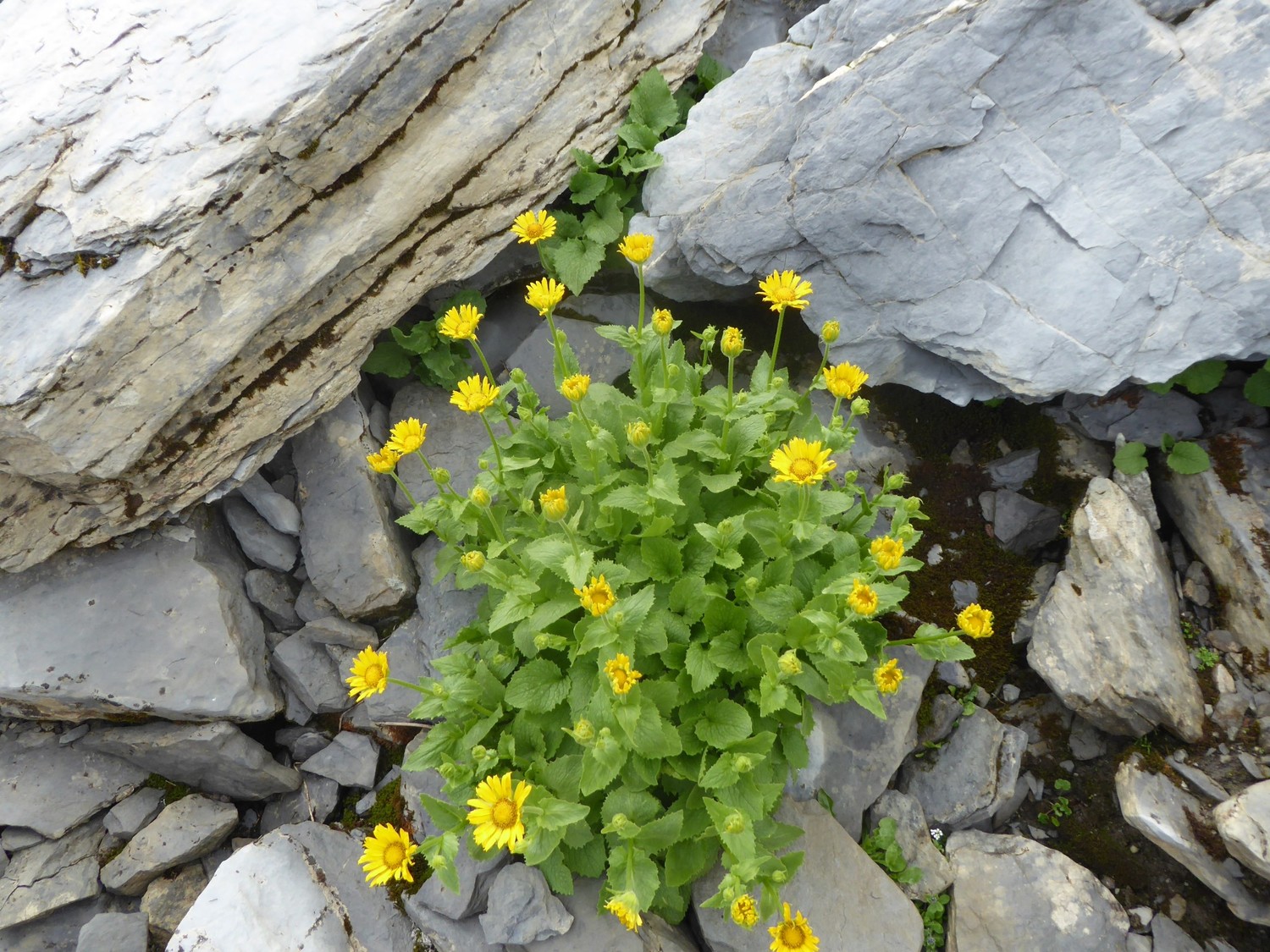 Arnica , en montant sur le pierrier vers la crête du lac - Mt Charvin(2409m)