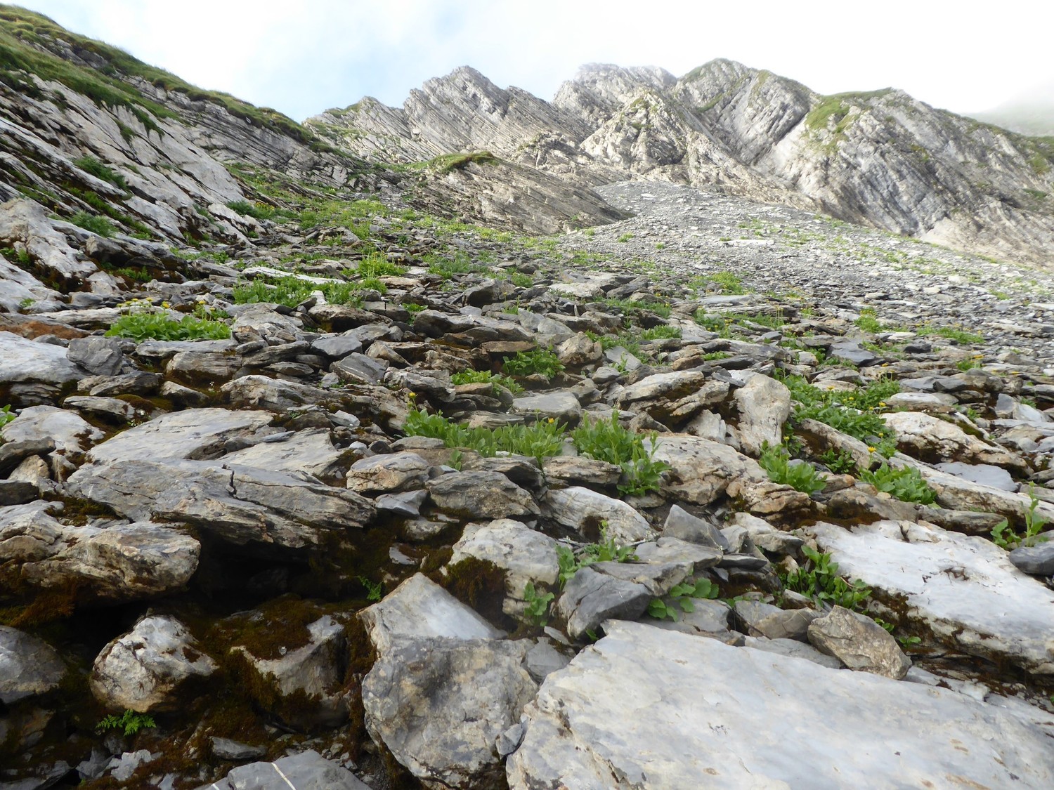 montée dans le pierrier(stable&fleuri) vers la crête - Mt Charvin