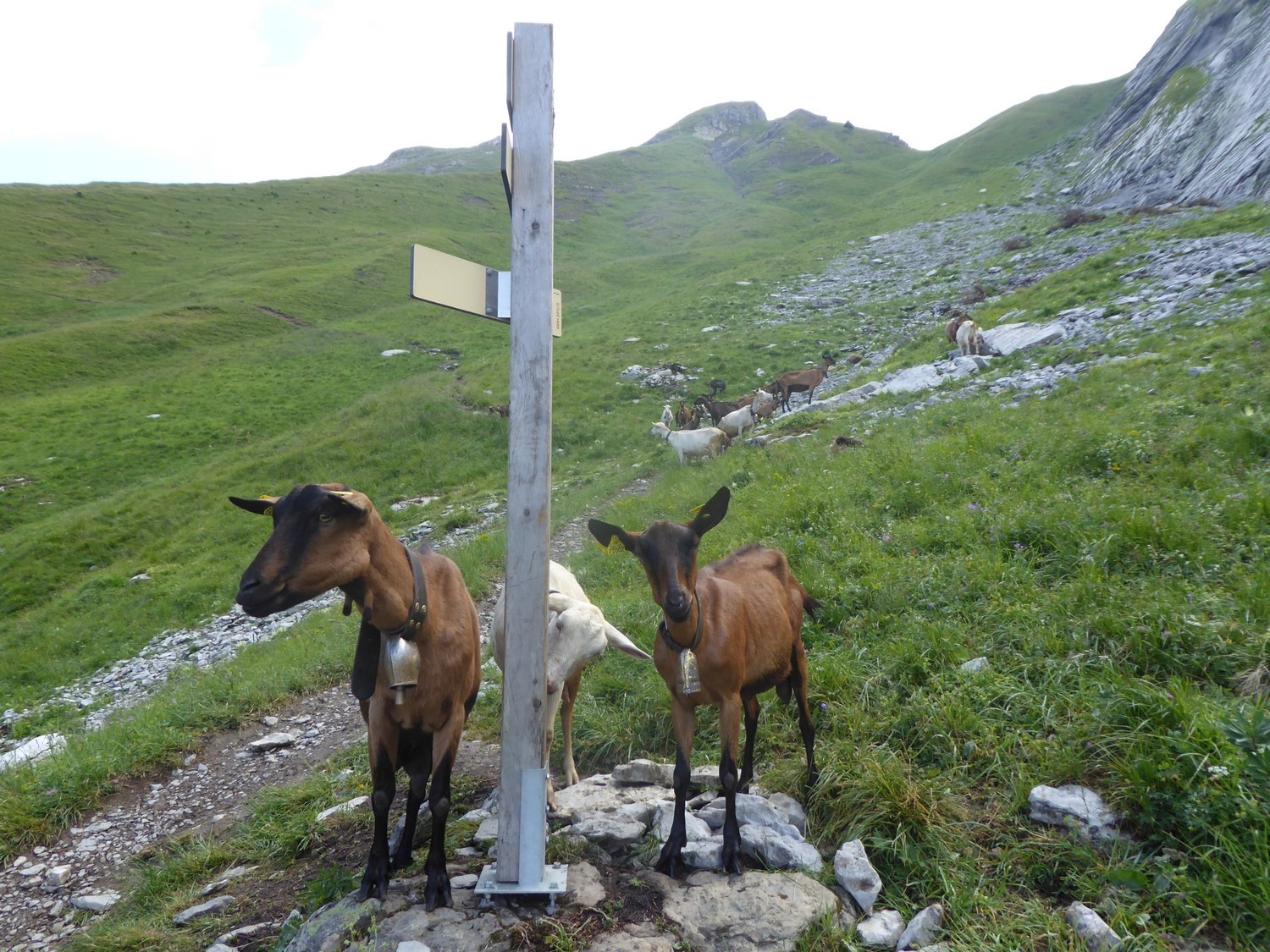 troupeau des chèvres à l'embranchement avec l'itinéraire de montée au col des Porthets- Mt Charvin(en boucle)