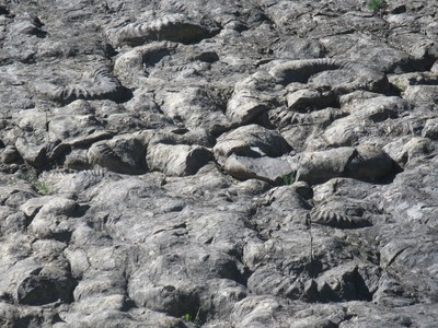 La dalle aux ammonites La dalle aux ammonites