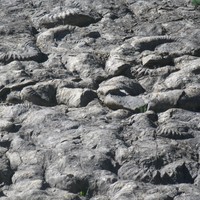 La dalle aux ammonites