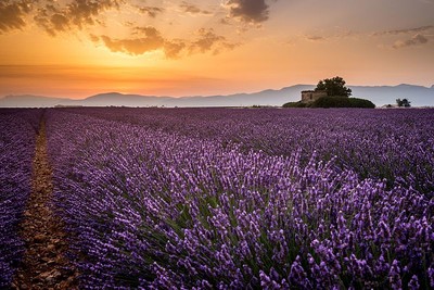 Champ de lavandes - Valensole Champ de lavandes - Valensole