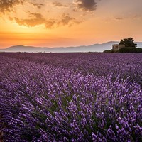Champ de lavandes - Valensole