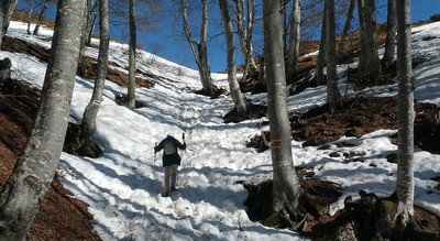 Paloumere: sortie du bois-de-hêtres