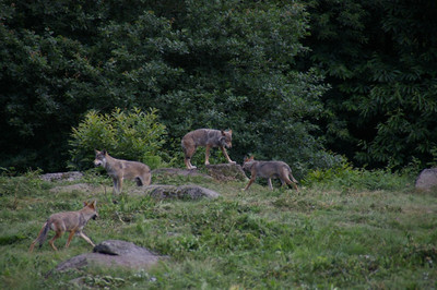 Loups de Chabrières - © Laetis/CRT de Nouvelle-Aquitaine