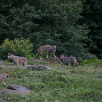 Loups de Chabrières - © Laetis/CRT de Nouvelle-Aquitaine