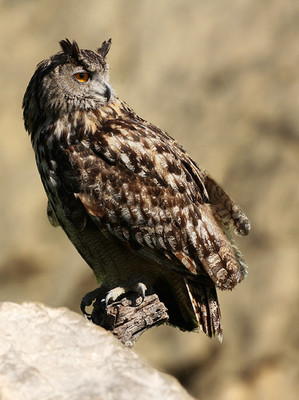Grand Duc  (Photo Pierre GIFFON)
