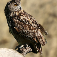 Grand Duc  (Photo Pierre GIFFON)