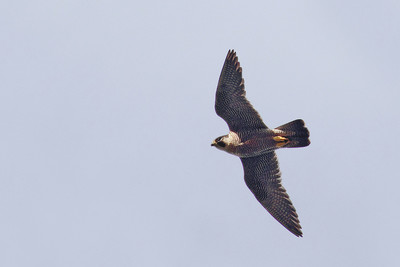 Faucon Pèlerin adulte (Photo Pierre GIFFON)