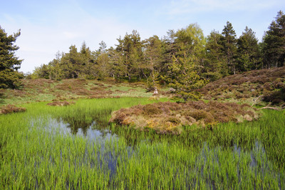 Aubrac, chemin de Saint-Jacques-de-Compostelle - Crédit photo : François Puech