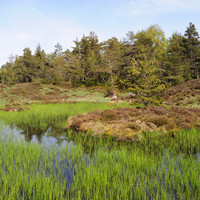 Aubrac, chemin de Saint-Jacques-de-Compostelle - Crédit photo : François Puech