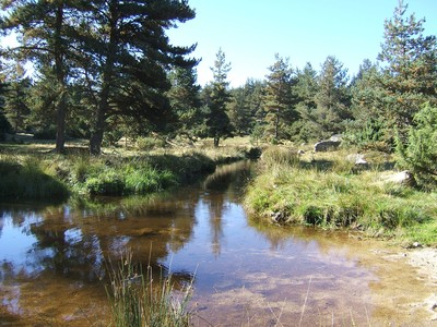 Margeride, ruisseau sur le GR65 - Crédit photo : André Masson