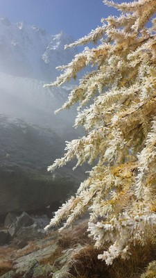 meleze d'arpette en tenue d'automne meleze d'arpette en tenue d'automne