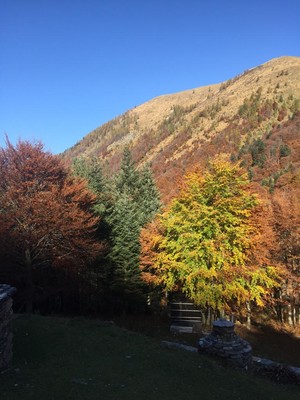 Colori