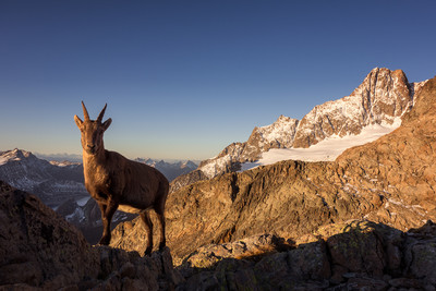 Le gardien de l'aiguille Le gardien de l'aiguille