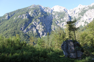 La vache (krava)