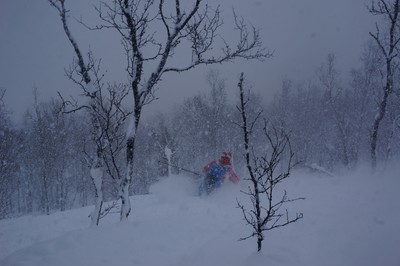La foret secrète La foret secrète