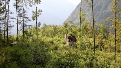 Krava (vache)