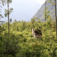 Krava (vache)