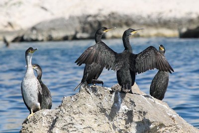 Cormorans de Méditérannée (Parc  National des Calanques)