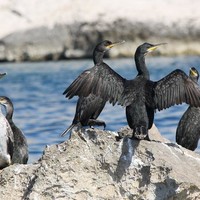 Cormorans de Méditérannée (Parc  National des Calanques)