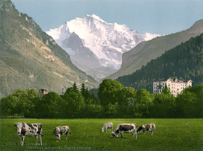 Interlaken, vue sur la Jungfrau, en 1900 par Photoglob N°0000017559