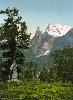 Wetterhorn vu de Grindelwald, en 1900 par Photoglob N°0000001627