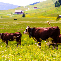 Alpages au Plateau des Glieres. Crédit photo : Lac Annecy Tourisme / Yan Gaetan Olivo