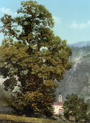 Chataigner à Giornico en 1900 par Photoglob N°0000001247 Chataigner à Giornico en 1900 par Photoglob N°0000001247