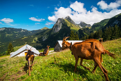 Dent d'Oche depuis le Pré Richard ©SIAC @Antoine_Berger