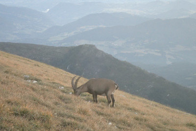 Accueil matinale par les bouquetins Accueil matinale par les bouquetins