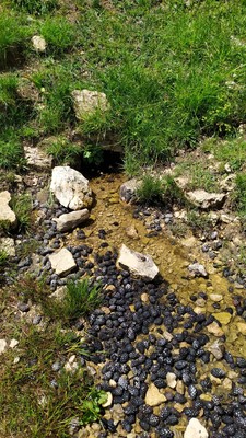 Résurgence côté E du mamelon de la fontaine des Endettés (attention, ce N'EST PAS la fontaine des Endettés)