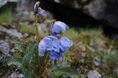 [Concours Photo Sophie 2022] Meconopsis horridula or Meconopsis racemosa