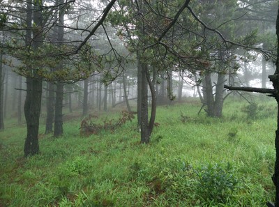 forest near Tonggongjian forest near Tonggongjian