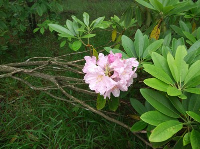 flower flower