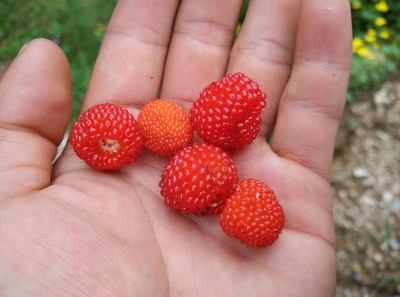 red raspberry red raspberry