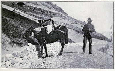 Transport d'avenir (zéro émission mais têtu), mulet pour les bagages à Zermatt par Aubrey Le-Blond / Elisabeth Hawkins-Whitshed Transport d'avenir (zéro émission mais têtu), mulet pour les bagages à Zermatt par Aubrey Le-Blond / Elisabeth Hawkins-Whitshed