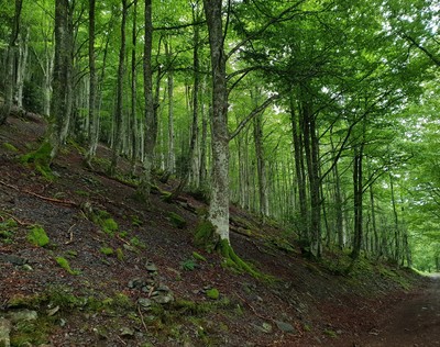 La forêt suspendue de Guchen - Nina Aubert