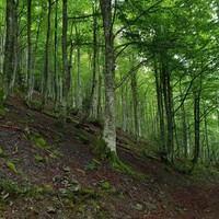 La forêt suspendue de Guchen - Nina Aubert